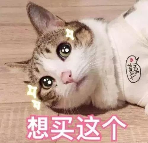 当你不在家时你的猫会背着你做什么……