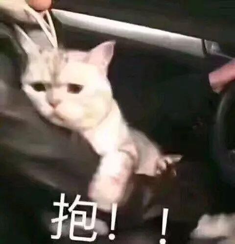 当你不在家时你的猫会背着你做什么……