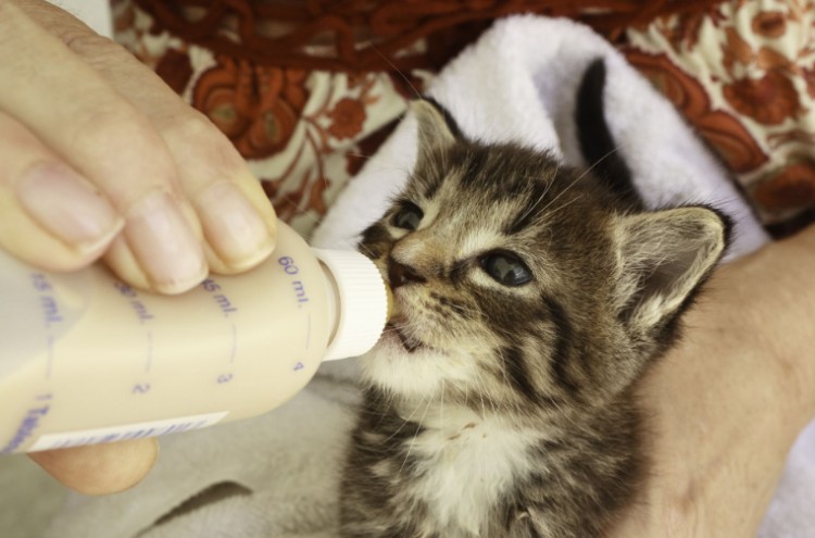 迎接新的猫主子来家之前宠主要做好哪些准备