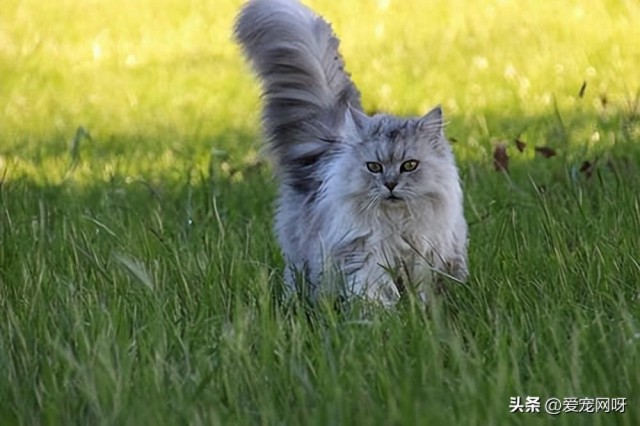 猫尾巴的行为解释