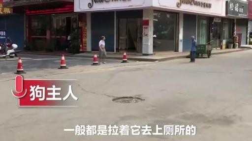 私自上街的宠物狗被活活打死：狗无牵绳一律捕杀