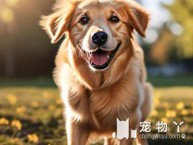 罗威纳犬怕寒冷吗？