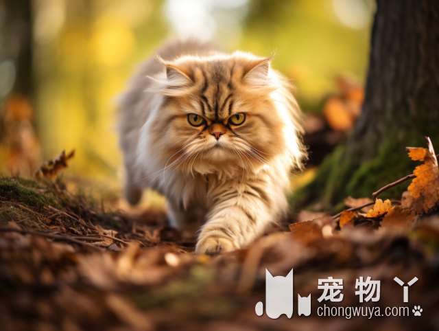 把猫咪称作主子不是没有原因的 因为它们具有这些看家技能