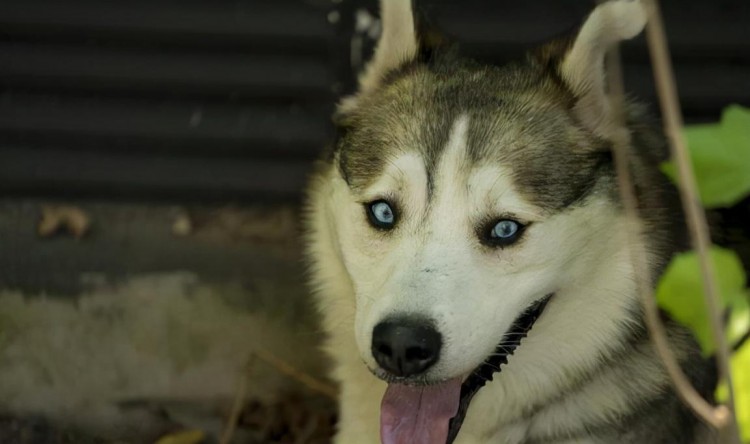 这6种狗狗经常被遗弃第一名还是国民宠物犬